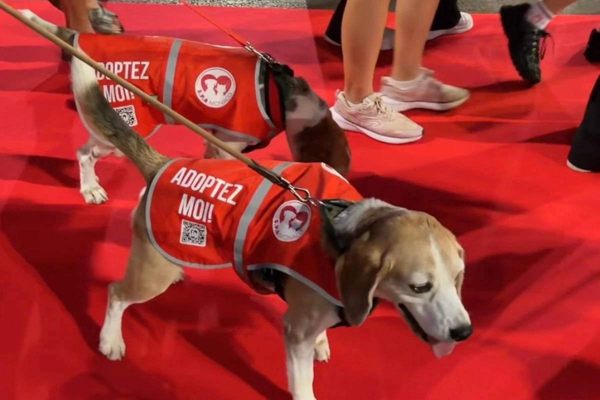Rokethon&rsquo;s third edition brings animal welfare and adoption to the heart of Monaco